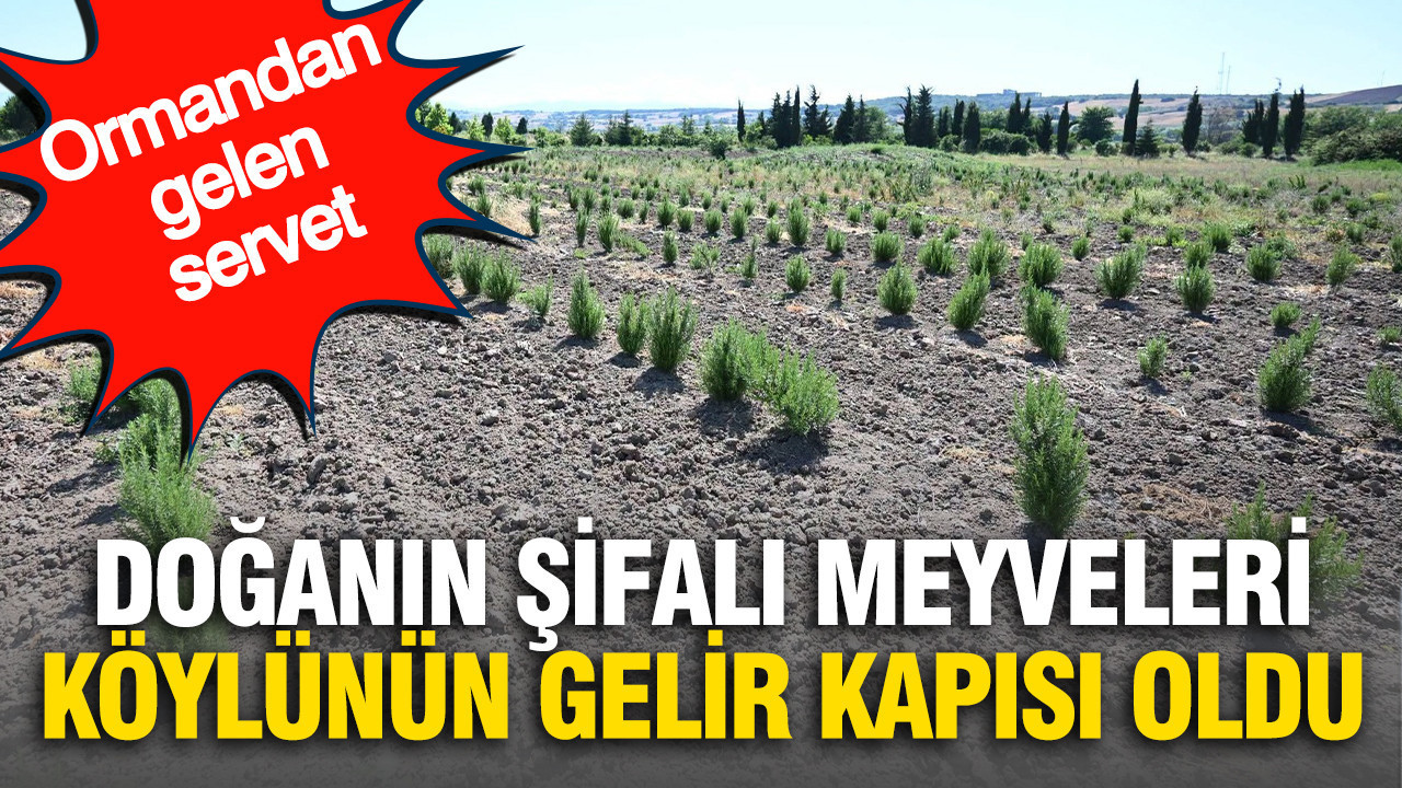 Ormandan gelen servet doganin sifali meyveleri koylunun gelir kapisi oldu mlAb5Qfc